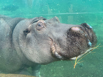 La Réserve des Hippopotames à Saint-Aignan
