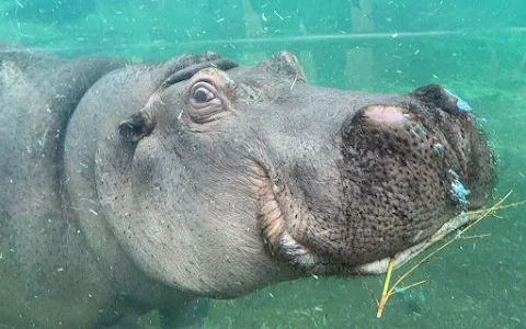 La Réserve des Hippopotames image