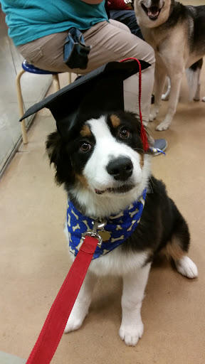 Pet Supply Store «PetSmart», reviews and photos, 6535 Frontier Dr, Springfield, VA 22150, USA