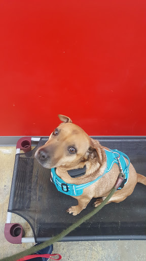 Pet Supply Store «Paddywack», reviews and photos, 15407 Main St #101, Bothell, WA 98012, USA