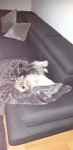 Heiko Steinmann - Der Tierflüsterer unter Hohenroda, Hessen