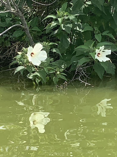 Boat Rental Service «Blackwater Paddle and Pedal Adventures», reviews and photos, 2524 Key Wallace Dr, Cambridge, MD 21613, USA