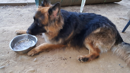 Dog Park «Forest Park Dog Run», reviews and photos, 8445 Park Ln S, Woodhaven, NY 11421, USA