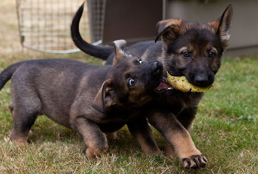 Vom Banach K9 - German Shepherd Puppies