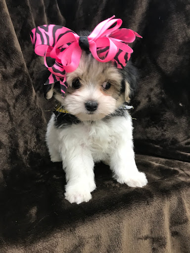 Pet Store «Happiness Is Pets Vi», reviews and photos, 616 E Roosevelt Rd, Lombard, IL 60148, USA