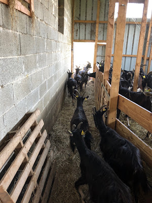 Ferme D Ca'briolait à Serres-Gaston