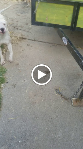 Pet Supply Store «Detroit K-9 Pet Supplies», reviews and photos, 7030 Michigan Ave, Detroit, MI 48210, USA