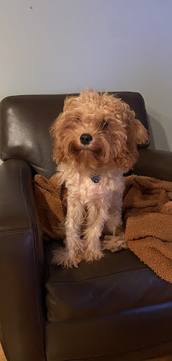 Pet Supply Store «Petco Animal Supplies», reviews and photos, 1391 NJ-35, Middletown, NJ 07748, USA