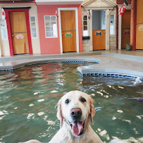 Orchid Springs Animal Hospital