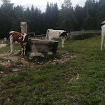 Photo n°3 de l'avis de Rossana.a fait le 10/08/2021 à 20:20 sur le  Schönrastalm à Aldein