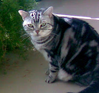 Elite Pet Care Palm Springs - Photo 2 - Car repair in , Hemet