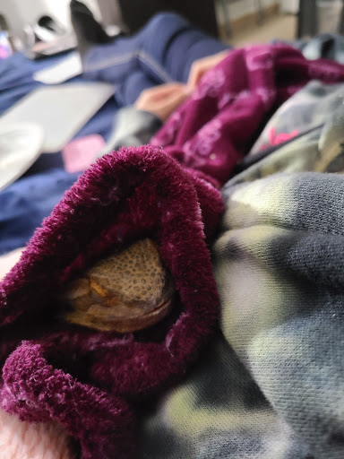 Bird Shop «Birdman Pet Shop», reviews and photos, 3520 N Figueroa St, Los Angeles, CA 90042, USA