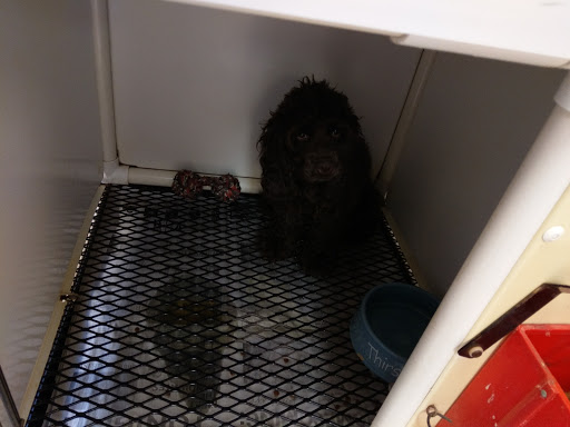 Pet Supply Store «Pet Shop», reviews and photos, 1833 S 10th St, Independence, KS 67301, USA