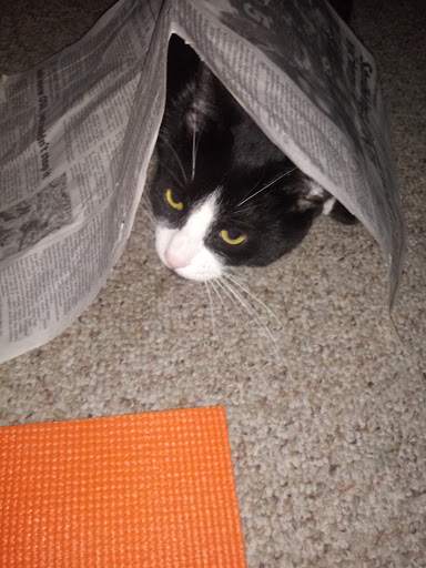 Pet Supply Store «Pet Supplies Plus», reviews and photos, 6030 S Pennsylvania Ave, Lansing, MI 48911, USA