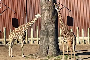 Giraffe Feeding image