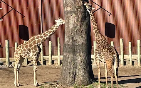 Giraffe Feeding image