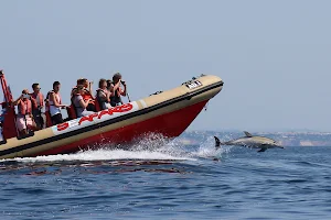 Dolphin Seafaris - Boat tours in Lagos: Benagil Caves Tour & Dolphin Watching image