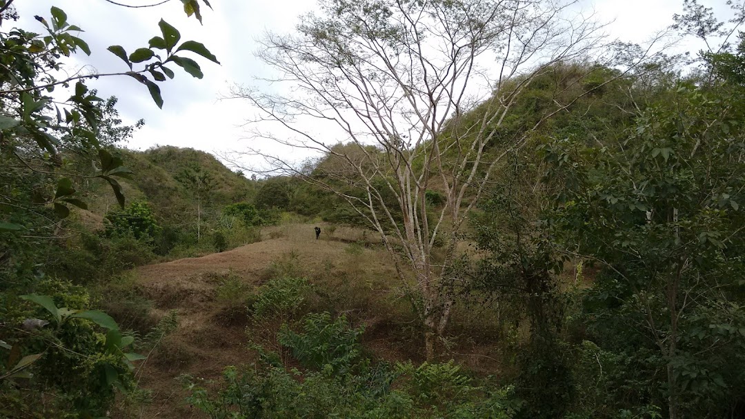 CEIBA DEL BARRIO LOS ANDES