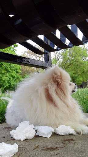 Park «Independence Park», reviews and photos, 3945 N Springfield Ave, Chicago, IL 60618, USA