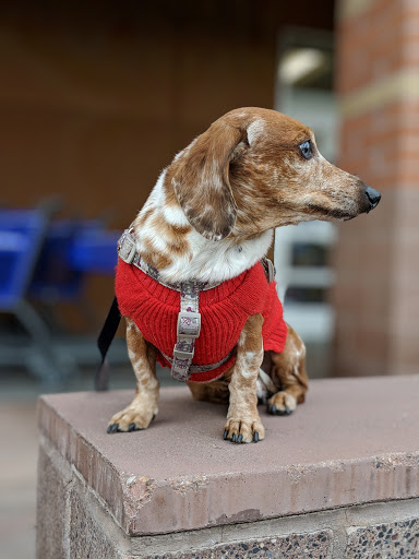 Pet Supply Store «PetSmart», reviews and photos, 2840 W Chandler Blvd, Chandler, AZ 85224, USA