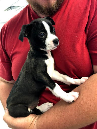 Pet Supply Store «Puppies N Stuff», reviews and photos, 12020 Melody Dr, Westminster, CO 80234, USA