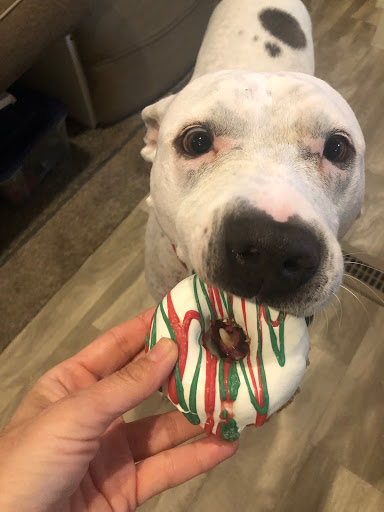 Pet Supply Store «Outer Barks - Water Front Shops», reviews and photos, 1240 Duck Rd, Duck, NC 27949, USA