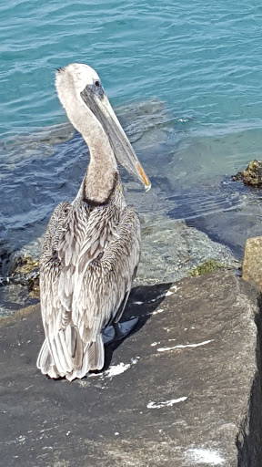 Marina «Fort Pierce City Marina», reviews and photos, 1 Avenue A, Fort Pierce, FL 34950, USA