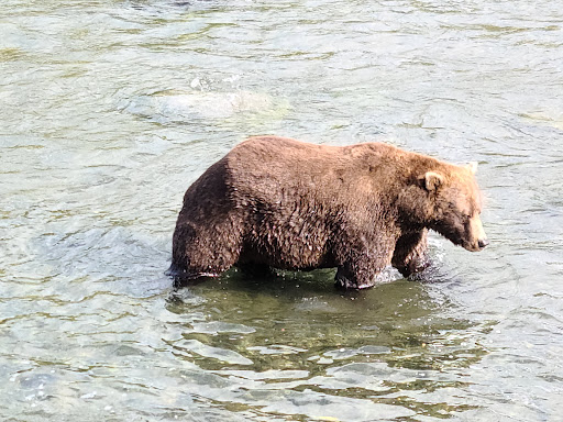National Park «Katmai National Park and Preserve», reviews and photos