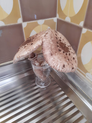 Plats et boissons Casa vacanza Casa Vacanze Solarity 23010 San Martino