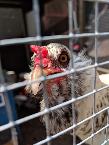 Discount Store «Big Lots», reviews and photos, 1580 Keller Pkwy #50b, Keller, TX 76248, USA