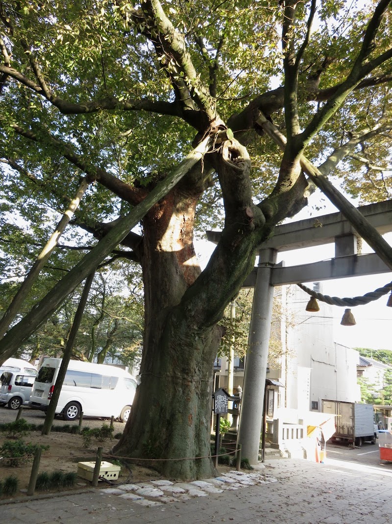 羽咋神社 神木