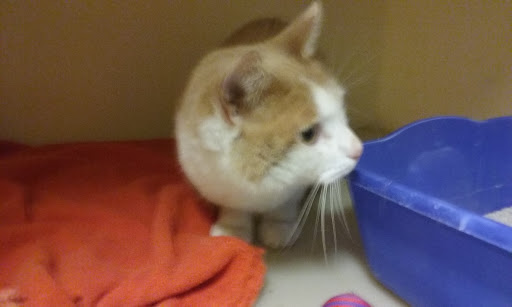 Animal Shelter «HELP the Animals, Inc», reviews and photos, 2101 W Main St, Richmond, IN 47374, USA