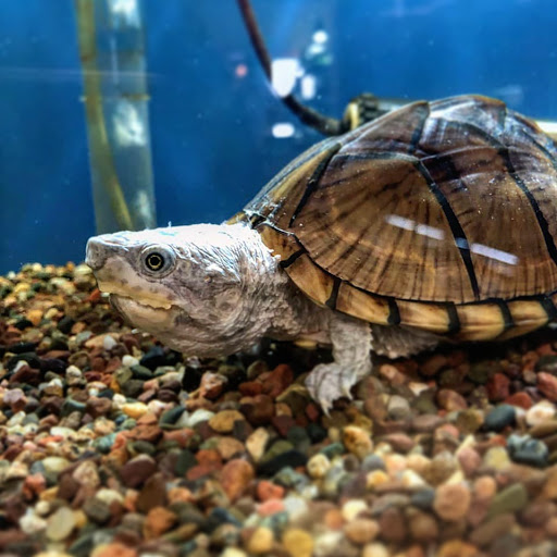 Pet Store «Gills And Thrills Pet Shop», reviews and photos, 204 E 8th St, Lockport, IL 60441, USA