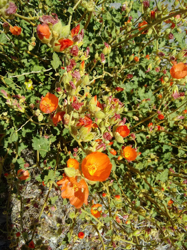 Supermarket «ALDI», reviews and photos, 15080 Summit Ave, Fontana, CA 92336, USA