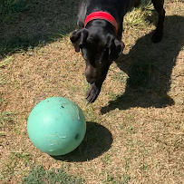 Diamond J Kennels - Photo 8 - Car repair in Taylor, TX, Round Rock