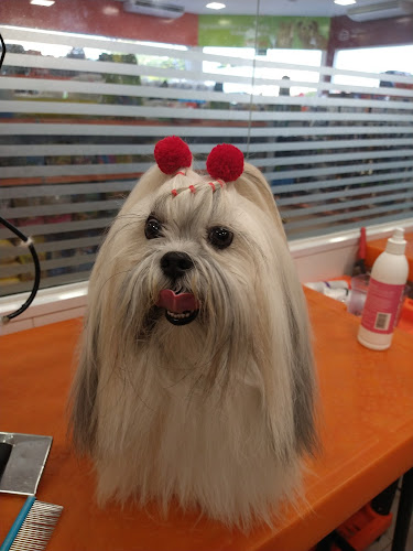 Petland Jóquei Clube - Teresina
