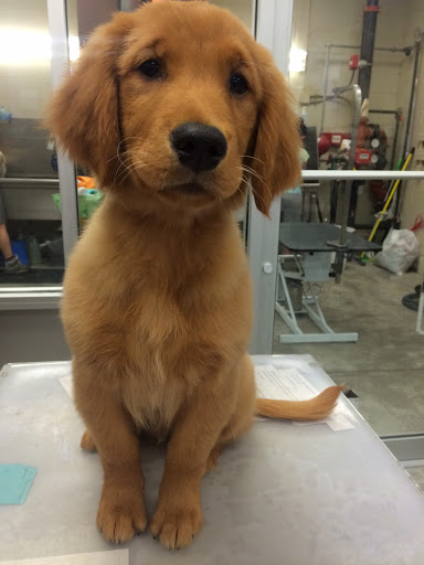 Pet Groomer «The Pet Station Salon and Boutique», reviews and photos, 9410 Norton Commons Blvd, Prospect, KY 40059, USA