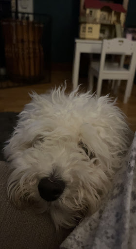 Shang Garden Oriental Takeaway