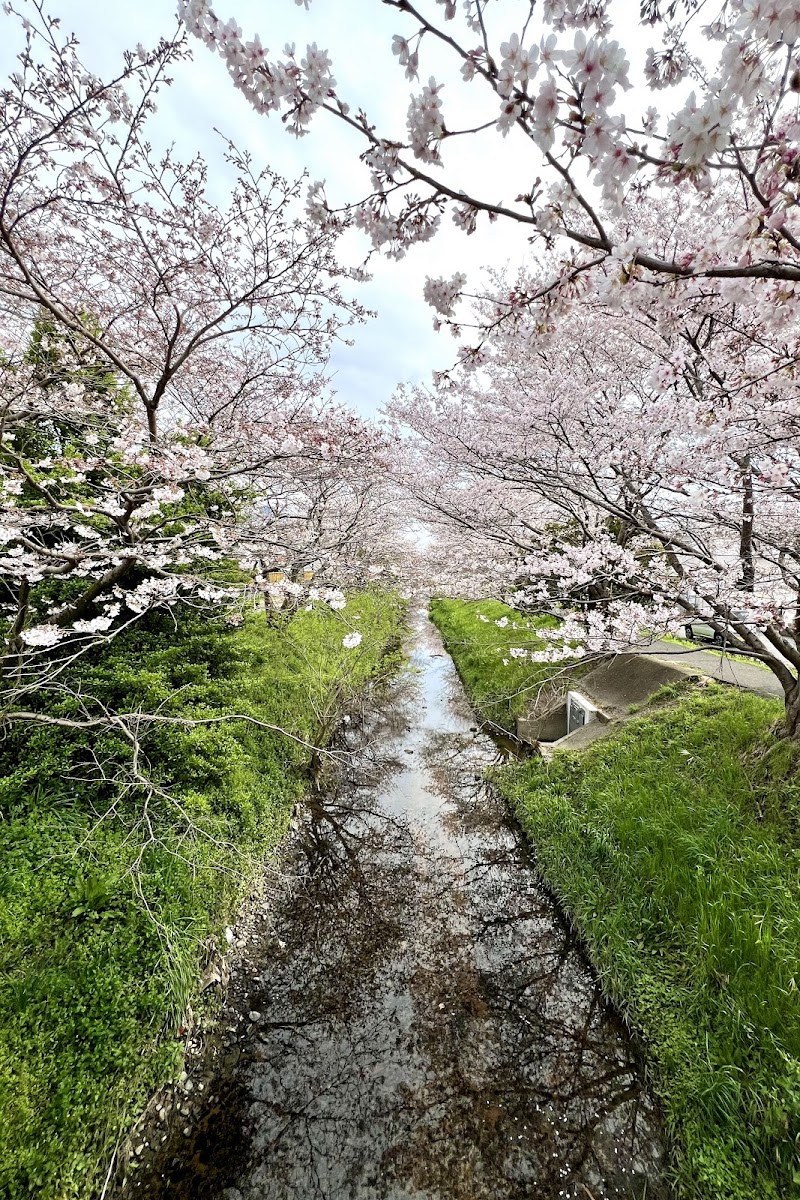 冨波乙の桜並木