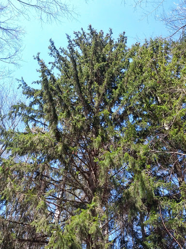 Nature Preserve «Leonard Preserve», reviews and photos, N Union St, Manchester, MI 48158, USA