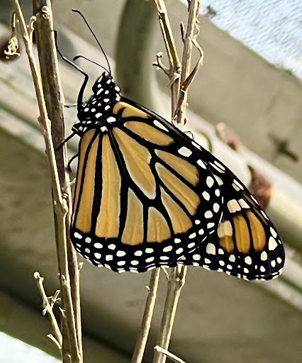 Plant Nursery «Lukas Nursery & Butterfly Encounter», reviews and photos, 1909 Slavia Rd, Oviedo, FL 32765, USA