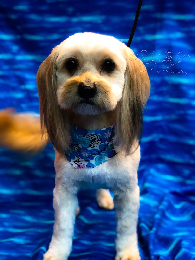 Splash Spa For Dogs