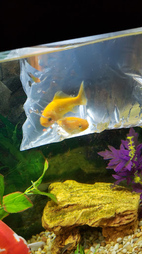 Pet Store «Petland Discounts - Parkchester», reviews and photos, 1949 Westchester Ave, Bronx, NY 10462, USA