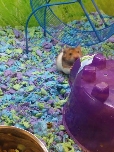 Pet Supply Store «PetSmart», reviews and photos, 73 RHL Blvd, South Charleston, WV 25309, USA