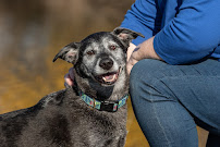 Wing Hoof And Paws - Animal Companion - Photo 5 - Car repair in Carrboro, NC, Durham