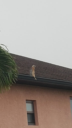 Golf Club «Moccasin Wallow Golf Club. The MOC Bar and Grill», reviews and photos, 9680 Buffalo Rd, Palmetto, FL 34221, USA