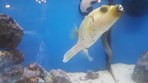 Pet Store «Pets Plus Inc», reviews and photos, 2610 Jefferson Davis Hwy, Stafford, VA 22554, USA