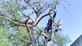 Abattage des arbres Marseille