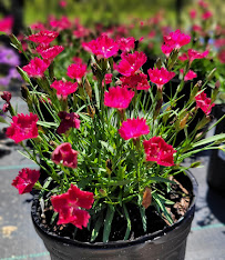 Contours Garden Center - Photo 7 - Car repair in Howey-In-The-Hills, FL, Leesburg