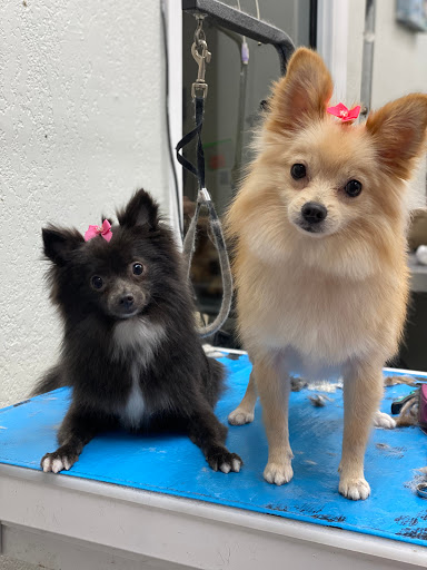 Pet Store «La Bone Pet Spa», reviews and photos, 8739 Stirling Rd, Cooper City, FL 33328, USA